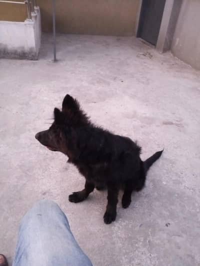 german Shepherd female for sale