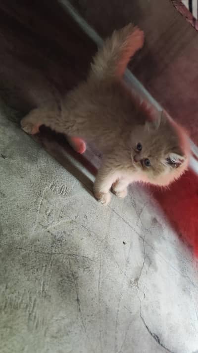Female Kitten