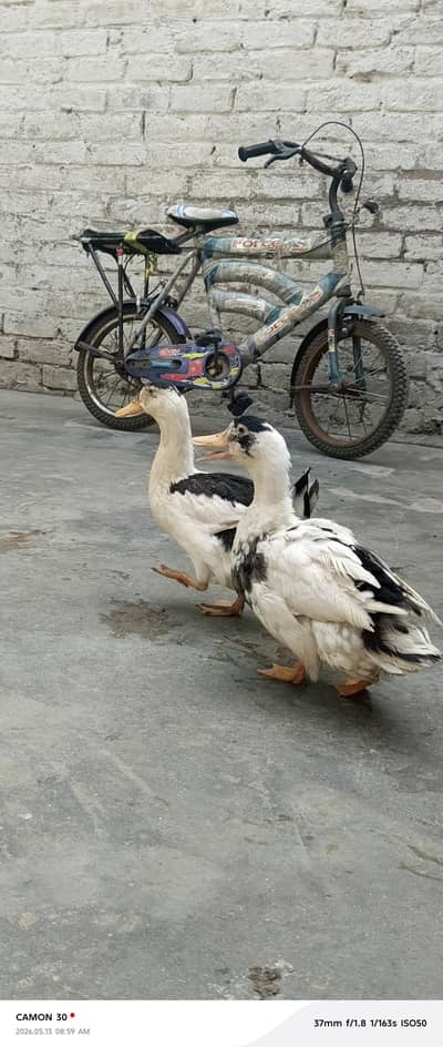 Active & Healthy 100% Home Breed Ducks for sell