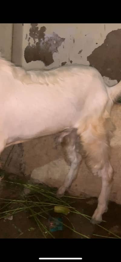 Pakka kheera bakra ghar ka palawa