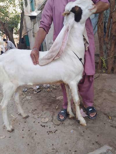 best ghulabi Bakra 2 dant me active whatsap number 03132609308