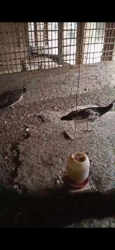 Peacocks