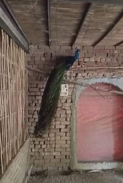 Peacocks