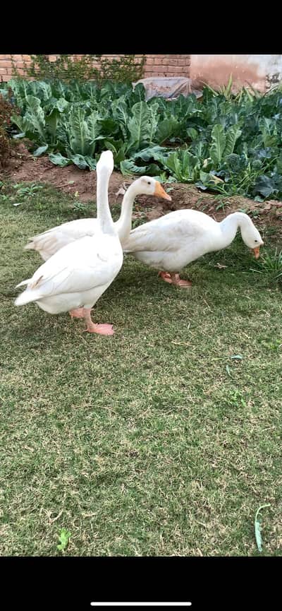 Long neck Duck (Haans) 1 male 2 female