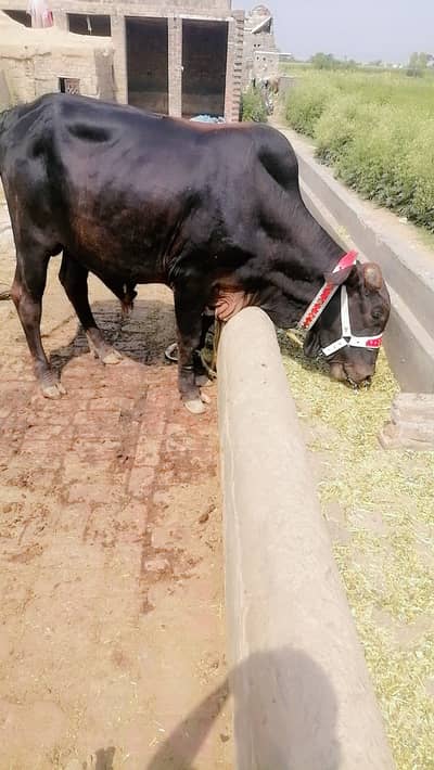 Bachra for qurbani 2026