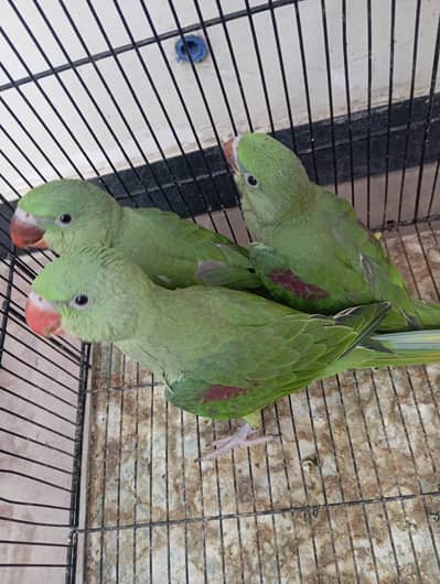 Raw parrot (03322825899)