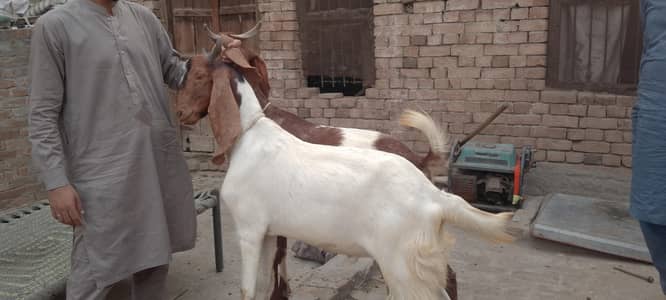 2 dant location faislabad gulam Muhammad abad