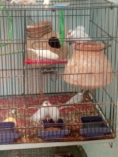 Finch Jawa and lautino with cage complete setup for sale