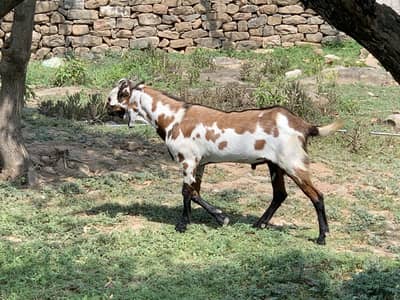 Full desi premium breed bakra