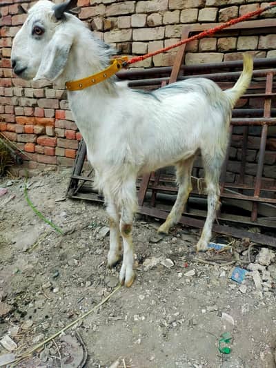 Bakra 2026 qurbani