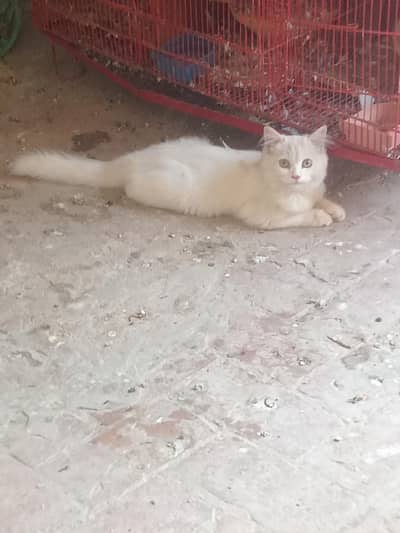 white blue  eye's Persian male baby 5 month old