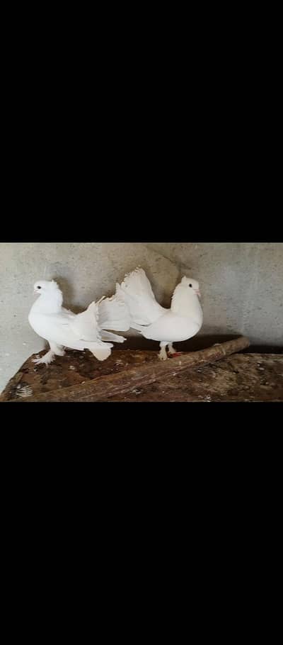 lucky kabotar for sale
