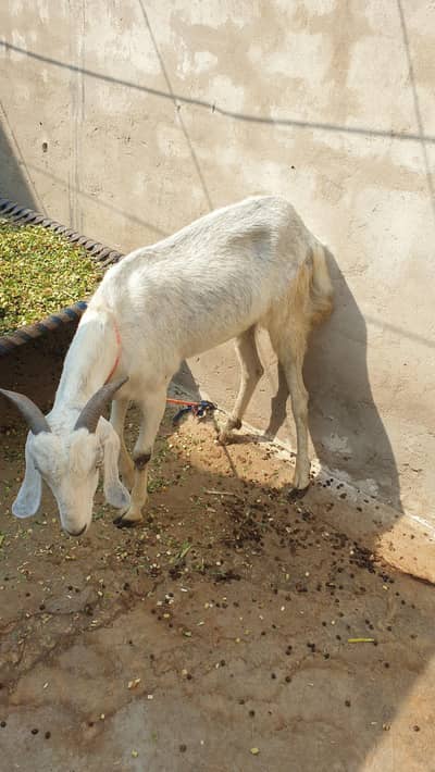 Bakra 2 dant 03217200070