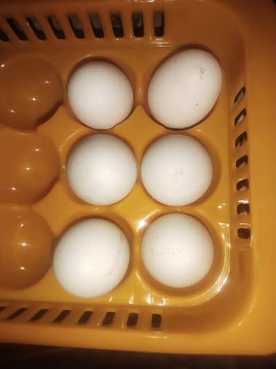 Egg laying ducks sale