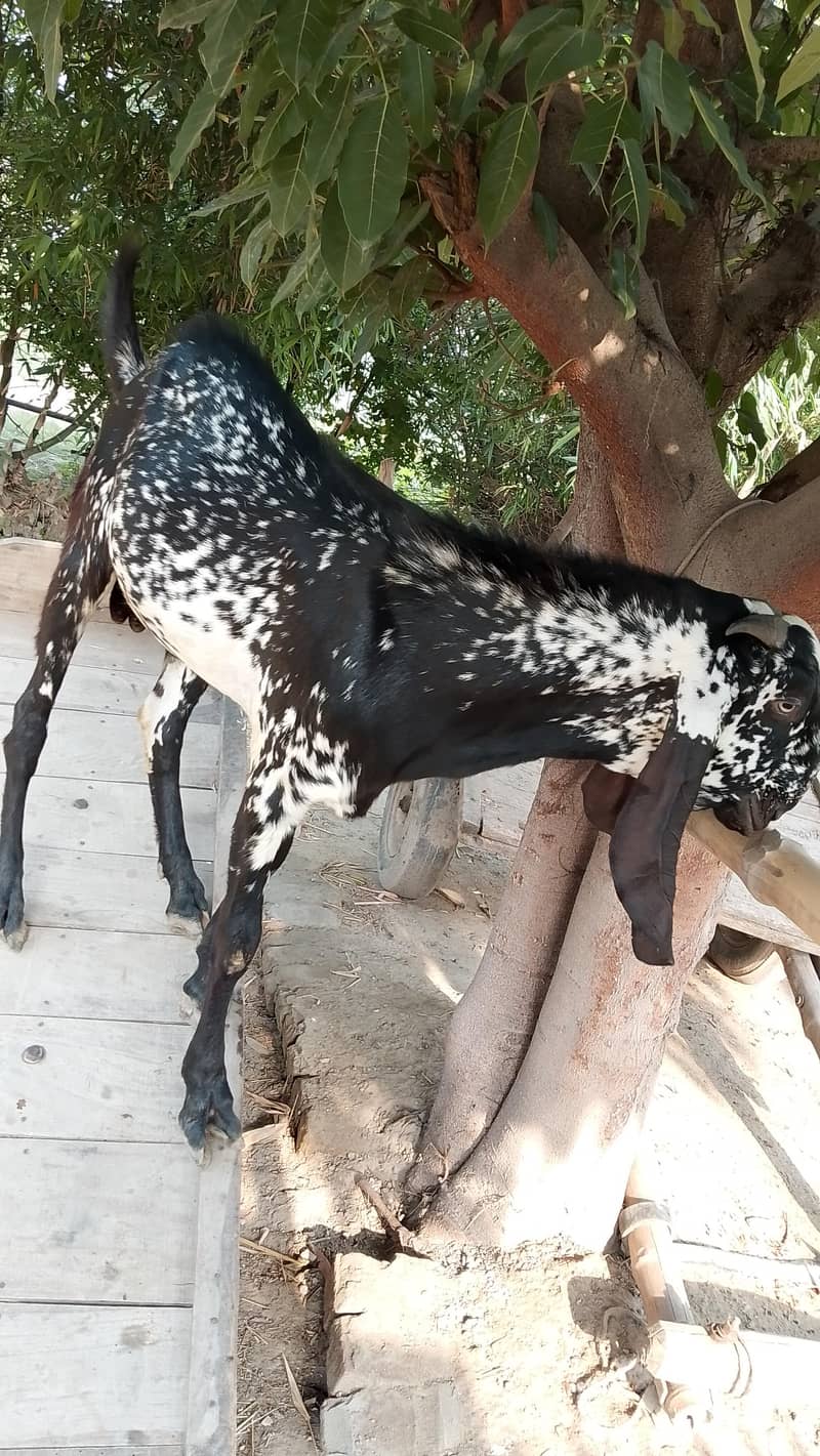 2 دانت خوبصورت بکرا برائے فروخت 0