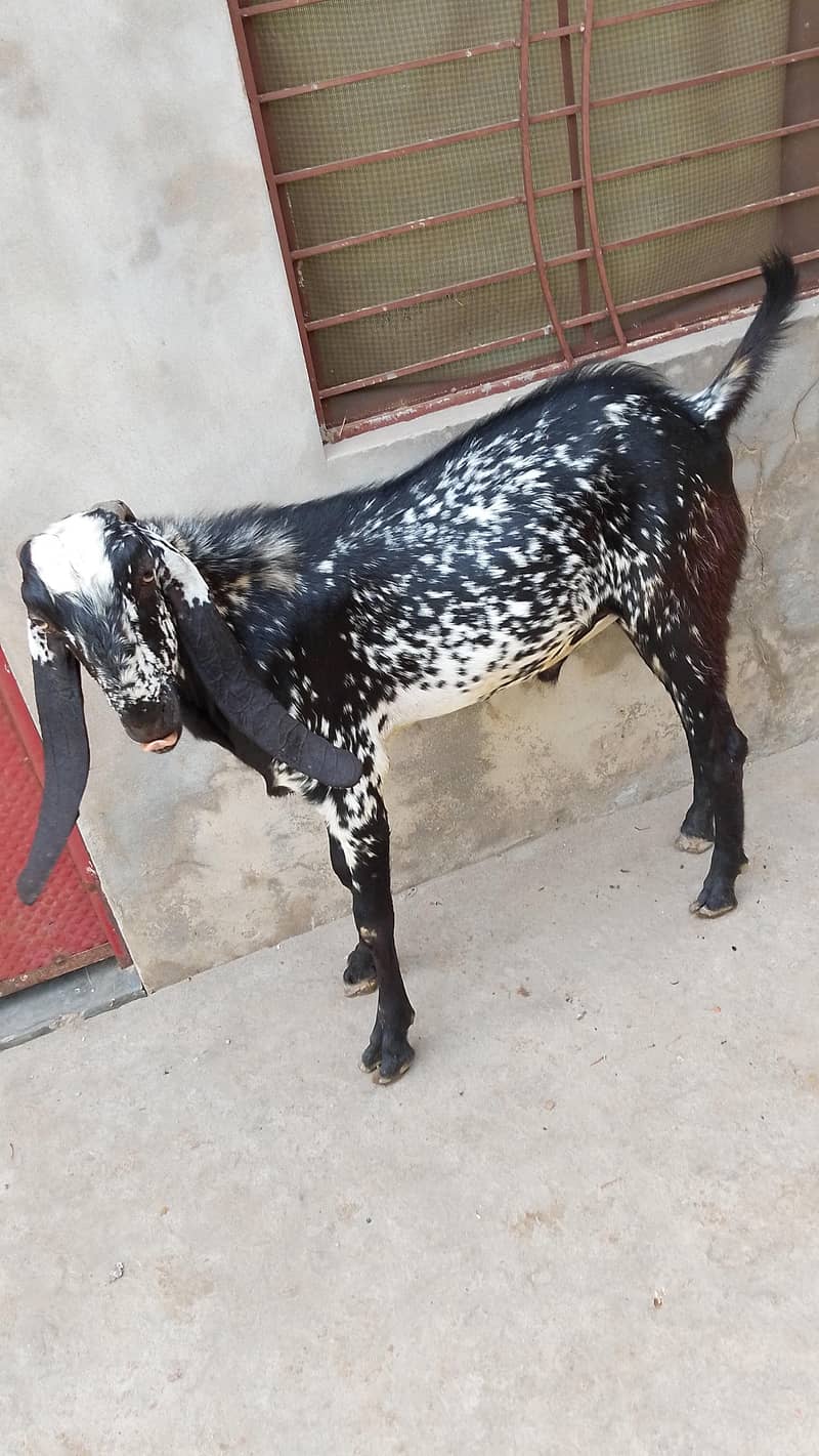 2 دانت خوبصورت بکرا برائے فروخت 1