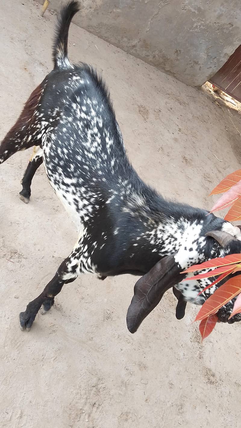 2 دانت خوبصورت بکرا برائے فروخت 2