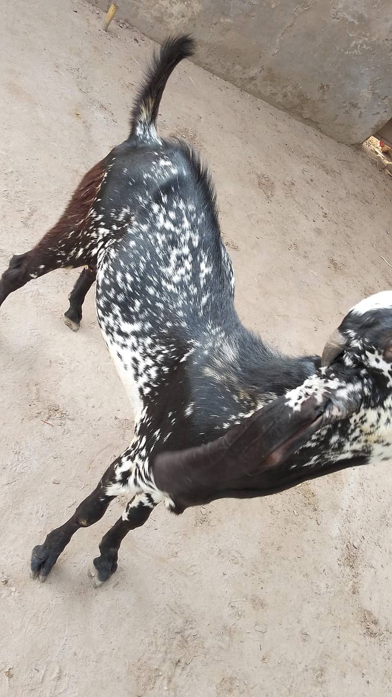 2 دانت خوبصورت بکرا برائے فروخت 3
