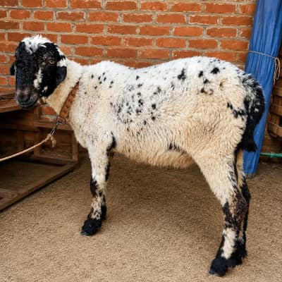Mundra dumba/Qurbani dumba/donda chatra