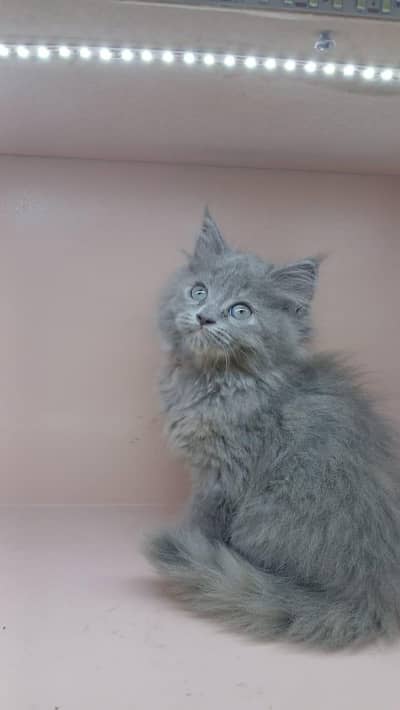 Persion kitten age 60 days . . Litter trained. . .