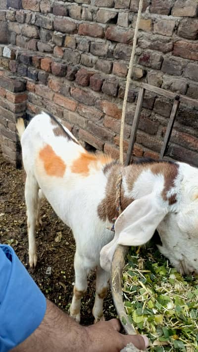 qurbani wala bakra