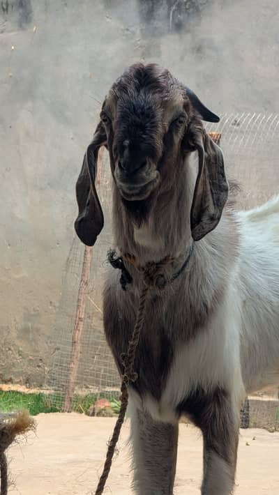 qurbani bakra