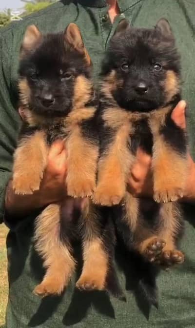 German Shepherd long coat pair for sale