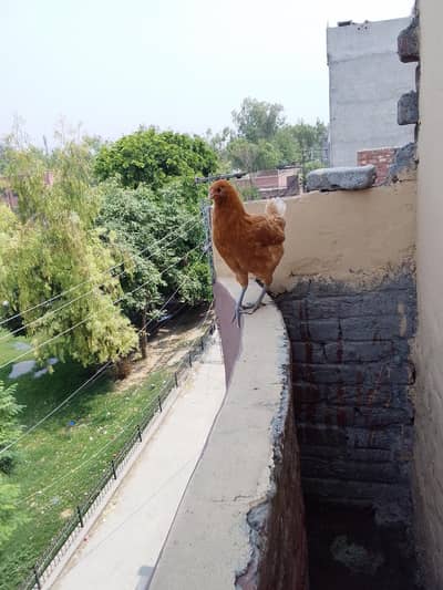 Hen for selle