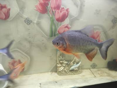 PACO FISH FOR SALE exchange possible. video on demand