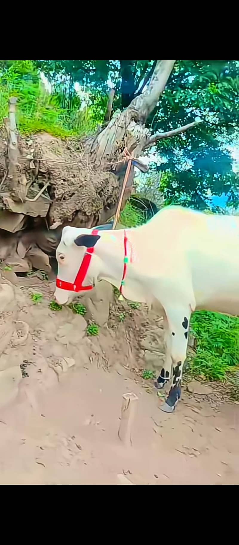فتح جنگی گلابی بچھڑی فار سیل 0