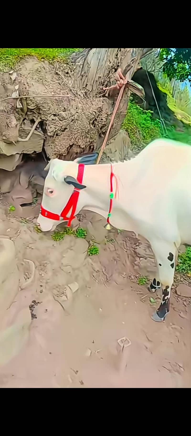 فتح جنگی گلابی بچھڑی فار سیل 2