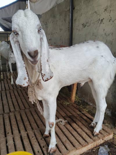 Qurbani|khassi bakray|Bakra| Qurbani2026