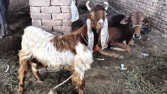 goat available for eid  special offer 1800/kg live weight