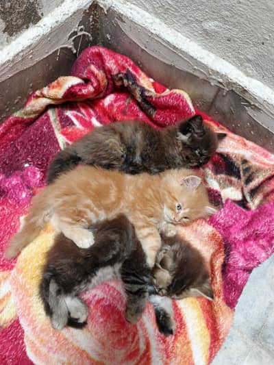 Persian Kittens for Sale