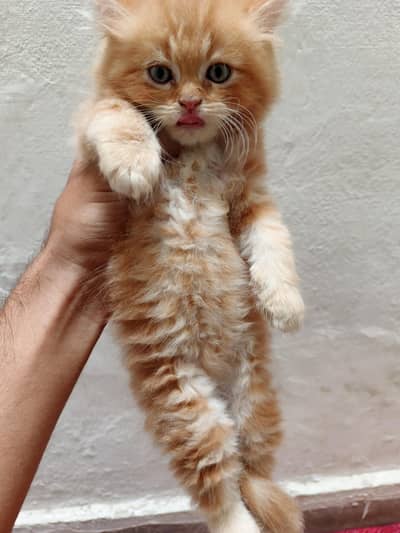 Persian Kittens for Sale