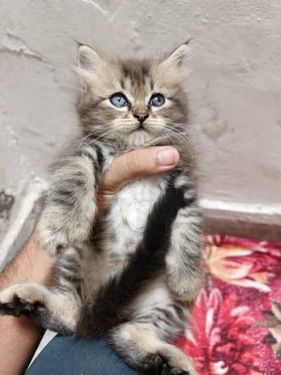 Persian Kittens for Sale