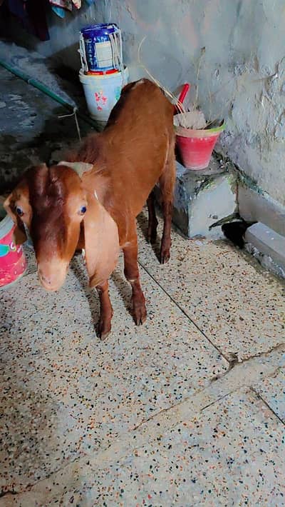 BAKRA FOR SELL