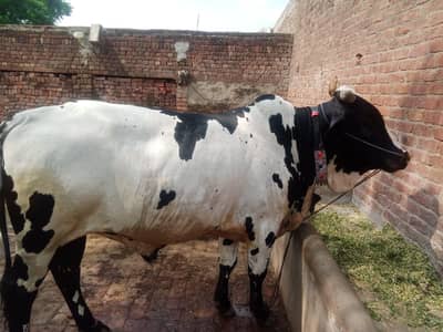 Calf  For Eid UL Adha . (قربانی کے لیے بچھڑا)