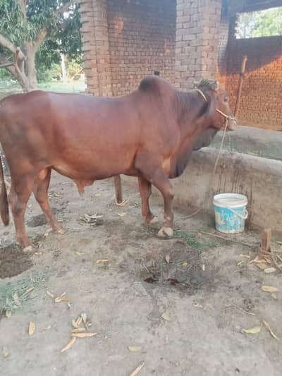 bull/bachra