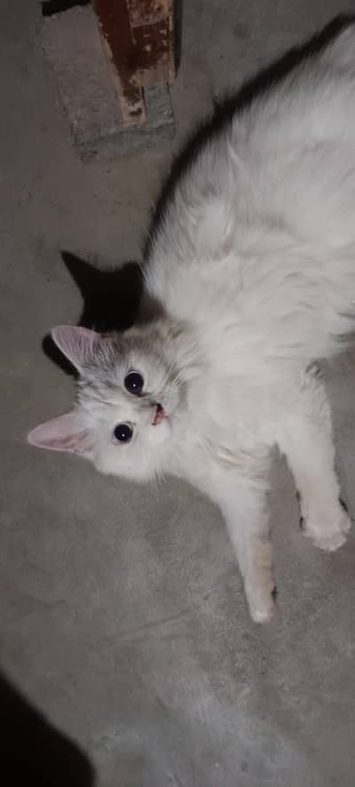 Persian cat for sale.