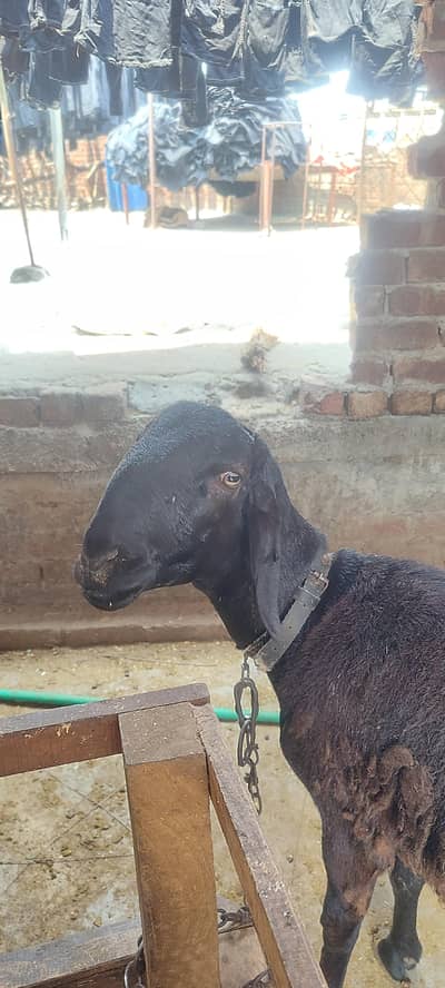 Dumba for sale