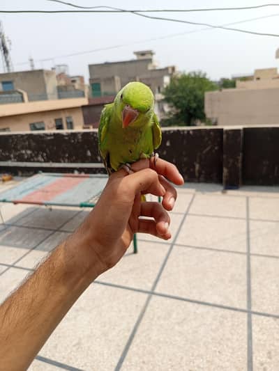 Ringneck baby for hand tame available for sale in lahore active