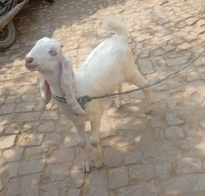 akra bakri