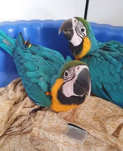 blue macaw parro chicks for sale (03215307642)