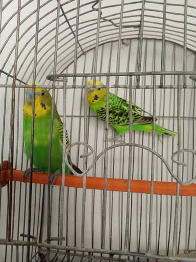 Australian parrot