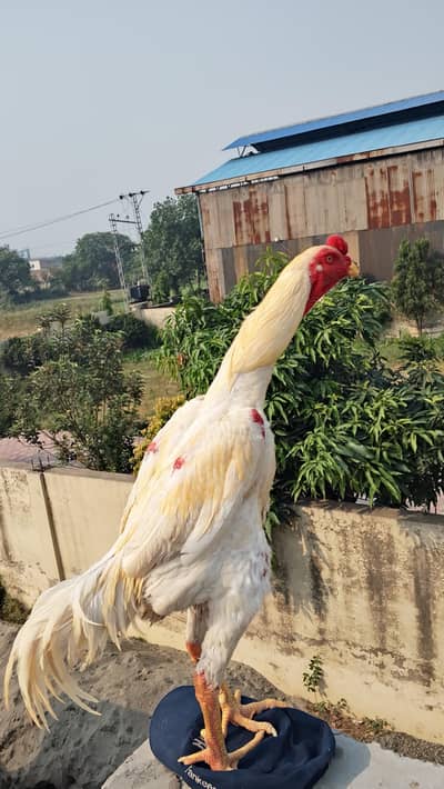 white o shamo aseel murga shamoo aseel white king size