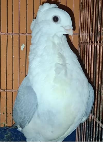 German Lahori Sheerazi, King Modena, Danish Chicks, Sentinent Female