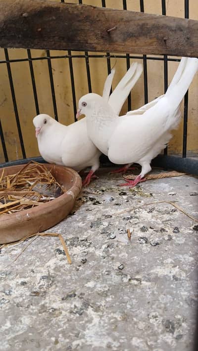 Patti wala breeder pair