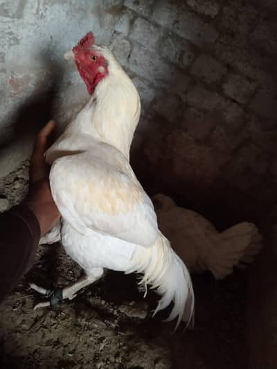 white Heera murga for sel
