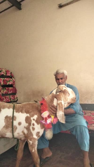 Bakra for sale